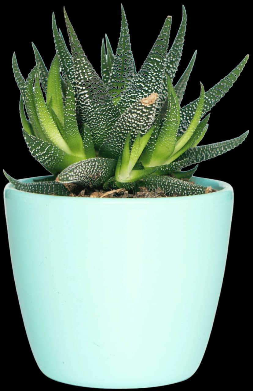 Professional image masking showcase